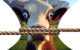 Rope around image of cow with bulging eyes